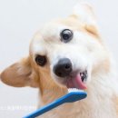 블레스동물메디컬센터 이미지