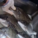 청산도올레펜션 이미지