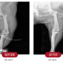 삼화 우수한 동물병원 이미지