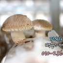 디씨아이 이미지