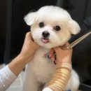 아르테미스학원 | 김포애견미용 아르테미스 아카데미 후기