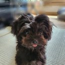 민 동물병원(동물미용) 이미지