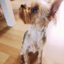 돈까스클럽(포천점) 이미지