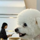 꼬순내 | 강아지 꼬순내 잡는 샤워 방법