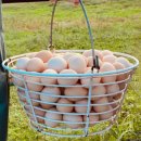 행복하닭 이미지