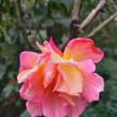 산책길에 이미지