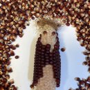 오브제-옥수수 이미지