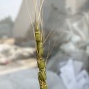 밀 이미지