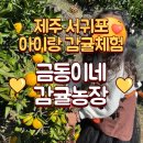 금동농장 | 서귀포 금동이네 감귤체험 / 6세 아이랑 / 내돈내산후기