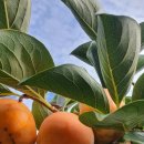 손가네농장 이미지