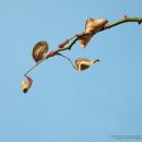 목련초등학교 이미지