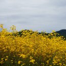 좁은잎해바라기 ﻿Helianthus angustifolius L. 이미지