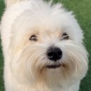 행복한 멍냥이 이미지