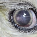 하단오거리 동물의료센터 | 강아지 녹내장 증상, 안약으로 치료한 후기_웨스턴동물의료센터 신촌점
