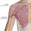 오른팔전완 외회전과 대흉근팽창 이미지