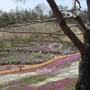 계룡산약초사슴농장 | 경남 산청 가볼만한곳 생초국제조각공원[꽃잔디축제]&amp;동의보감촌[아무도 없는 수양벚꽃 명소]