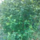 거명농장 이미지