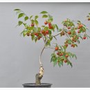 시우 이미지