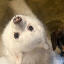 행복하개키울고양 이미지