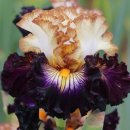 아이리스 이미지