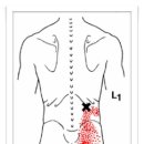 Iliocostalis Lumborum (요장늑근) 이미지