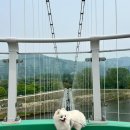 [내돈내산] 가평 애견동반 1박2일 여행 코스 정리ෆ (자라섬·맛집·카페·숙소)