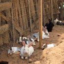 (주)청산 | 태안 청산수목원 5월 방문 솔직후기 (알파카가 다 했다)