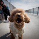 좋은강아지 이미지