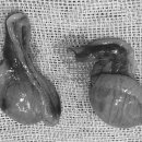 관저종합동물병원 이미지