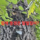 백두대간 자락 답사산행.99 (땡벌 수백방 쏘임) 이미지