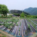 강골농장 이미지