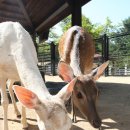 경보사슴 이미지