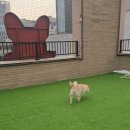 바우라움 메인캠퍼스 | 바우라움 강아지유치원&amp;호텔 메인캠퍼스 선택한 이유! 강남강아지유치원+호텔+미용 올인원 케어