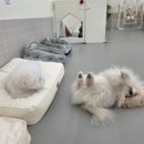 개라데이션 이미지