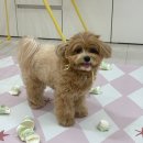 덴탈LED | 강아지 위생관리 루틴, 2년차 찐 내돈내산 추천템