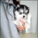 조이퍼피 강아지분양 이미지