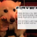 위펫