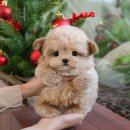 미유펫 강아지분양고양이분양 김포점 | 김포강아지분양 미유펫 선별