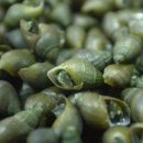 시골다슬기 이미지