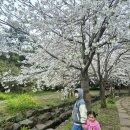 상예동-10 | 제주아이와 가기 좋은 예래생태공원 벚꽃축제 2026 오늘 상황 &amp; 내일 일정