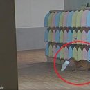신발도둑 이미지