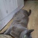 내친구고양이 이미지