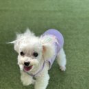 학현4길 | 평택 강아지 운동장 넓은 애견카페 - 레인바우 애견카페