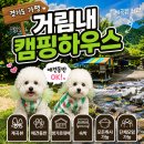 가평 여행 l 북면_"거림내캠핑하우스" l 계곡뷰 애견동반 방가로대여 숙박 단체모임 l 내돈내산 후기