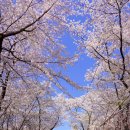 도당 공영 주차장 | 서울근교 부천 벚꽃 축제 ❤ 도당산 벚꽃동산 실시간