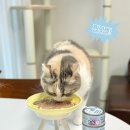 퍼펙트그레이드 | AAFCO 기준 완벽 영양식! 캣츠테이스트 주식캔 신제품 퍼펙트밸런스 4종 후기