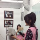 천지은펫살롱 Daum카페