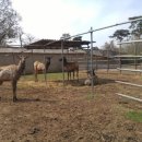 무학사슴농장 이미지