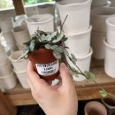 그린쇼핑센타 이미지