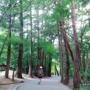 창신주
